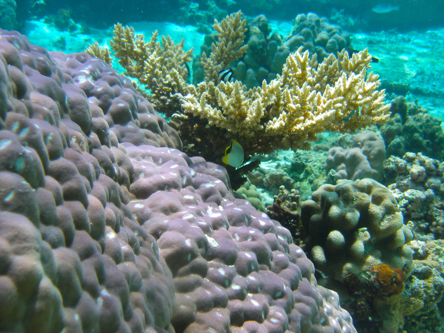 Biologist Ruth Gates trying to engineer bleach resistant coral ...