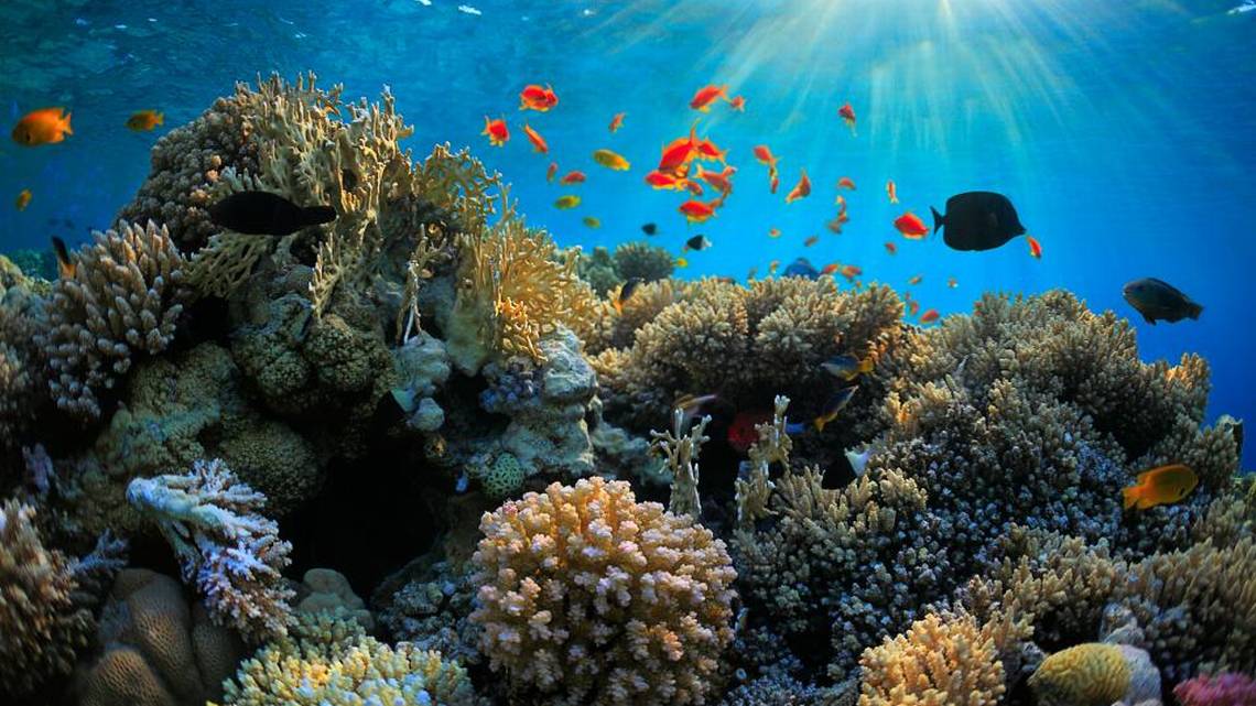 Coral reefs save us from flooding. We must save them from destruction ...
